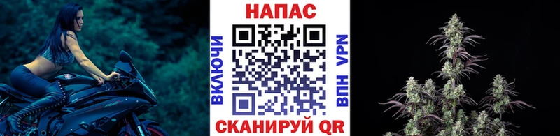 Конопля гибрид Чадан